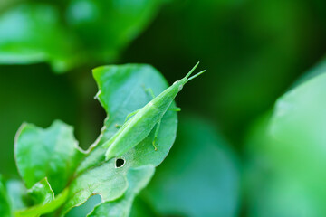 Macro photos of a tobacco grasshopper on the leaf