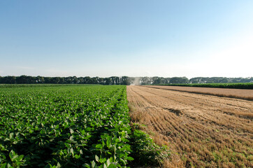 Fototapeta na wymiar Agricultural fields symmetric , sunny day 