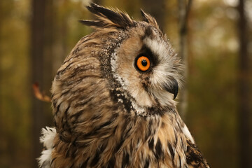 long-eared owl