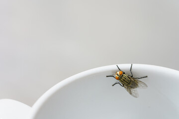 A fly at the edge of the glass of water
