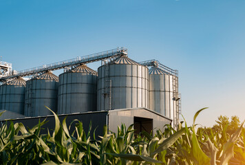 Modern steel silos among corn field in sunset 