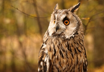long-eared owl