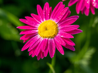 Obraz premium Chamomile with purple petals. Drops on the petals.