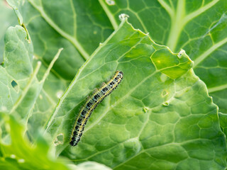 The caterpillar on the cabbage. The destruction of crops. Bad fruit.