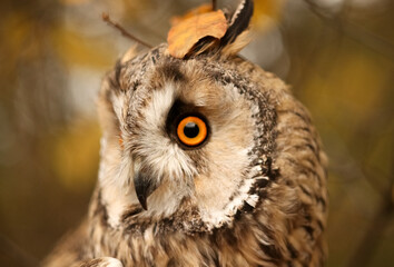 long-eared owl