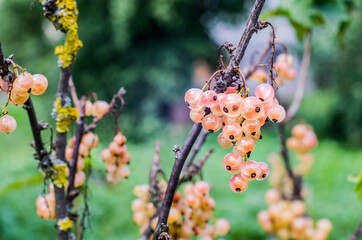 Pink red currant berries on the bush on a natural background.