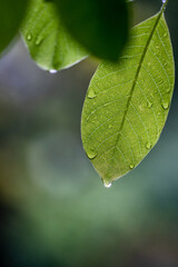 Fototapeta Liście w deszczu obraz