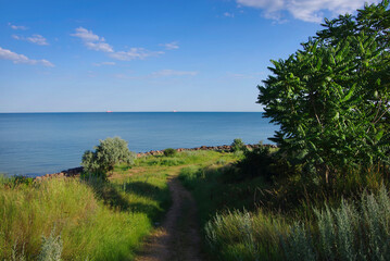 The beauty of the Black Sea coast. Green grass and trees on the shore.
