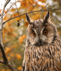 long-eared owl