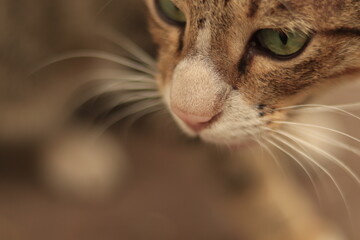Small indian Cute Cat Searching for food