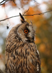 long-eared owl