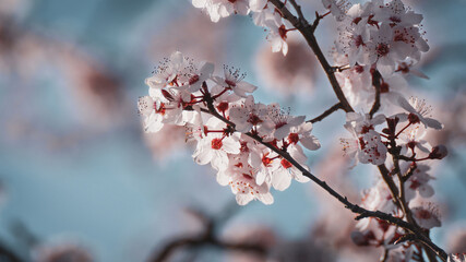 Kirschblüten