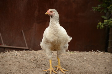 white chicken in the farm
