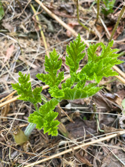 young green leaf sprouted through dry grass