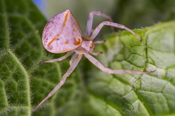 Poisonous spider on a green leaf. Macro photo. White karakurt (lat.Latrodectus pallidus). A poisonous spider cub in the wild. The body structure of the spider. White karakurt on the hunt. Bokeh