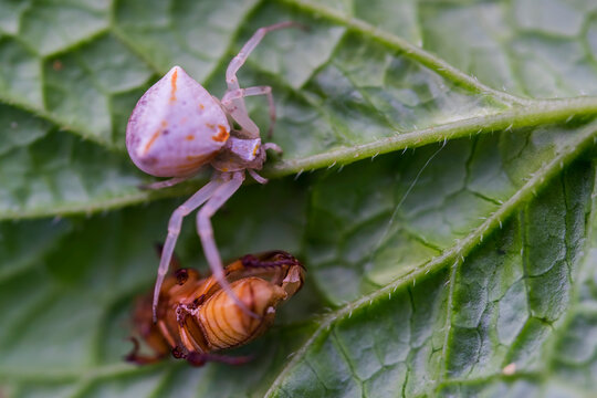 Poisonous spider on a green leaf. Macro photo. White karakurt (lat.Latrodectus pallidus). A poisonous spider cub in the wild. The body structure of the spider. White karakurt on the hunt. Bokeh