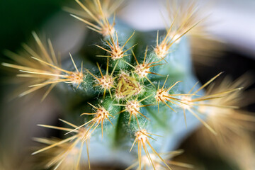 Kaktus © Sławomir Bodnar