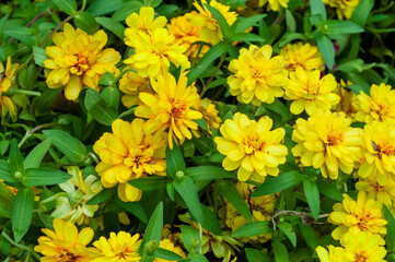 Colorful Zinnia Flowers in The Garden.Bright green leaves and yellow chrysanthemum flowers on blurred background