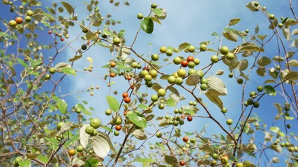 Fresh Jujube fruits close up on the tree in the garden