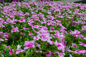 Pink spout blossoms in the garden.Madagascar periwinkle or Rose periwinkle,West indian periwinkle in garden