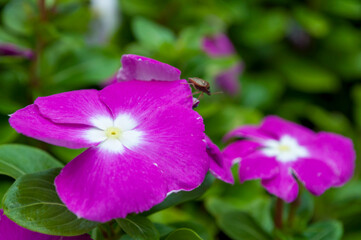 Catharanthus Roseus, Vinca Flower, Madagascar Periwinkle.Purple flowers with insects
