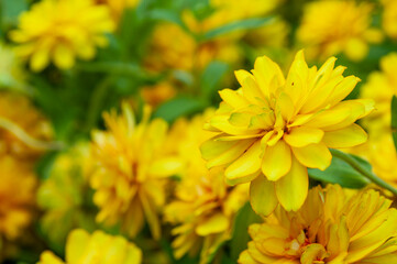 Colorful Zinnia Flowers in The Garden.Bright green leaves and yellow chrysanthemum flowers on blurred background