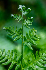 Liść paproci © Sławomir Bodnar