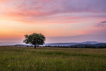 Drzewo o wschodzie słońca