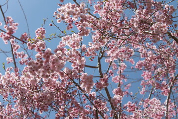 Cherry Blossoms in Bloom