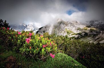view, on mountain peaks with rhododendron flowers
