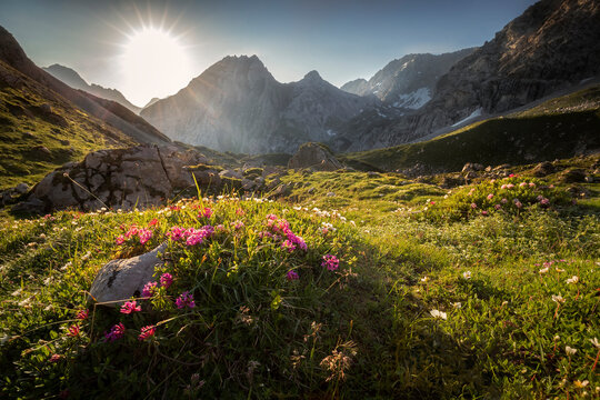 sunshine over purple flowers in mountains