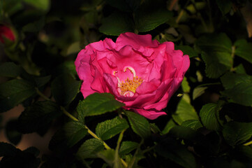 Rose flower close-up. Beauty, nature, plant