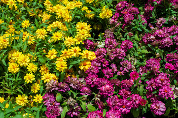 Obraz premium Flower arranging, environmental responsibility and beauty through community involvement.Yellow and pink split flower arrangement
