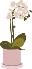 The Flower White Orchid  in a Pot Flat Illustration