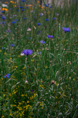 cornflowers among the grass in the meadow