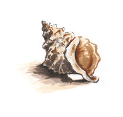 Hand drawn seashell illustration isolated on white background.