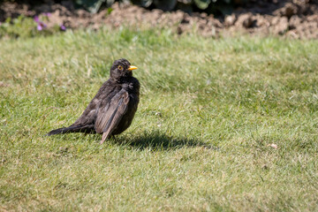 Blackbird (Turdus merula) in the grass