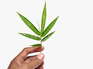 Hand holding bamboo leaf on white background