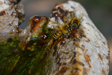 Bee drinking water in a puddle. Summer day