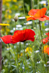 Obraz premium Poppies flowering in a strip of wildflowers in East Grinstead