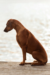 Rhodesian Ridgeback dog sitting on water background