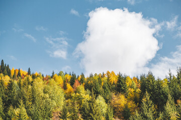 autumn landscape with trees