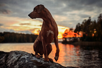 Rhodesian Ridgeback dog sitting on water and sunset background