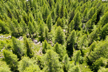 larch forest in the high mountains