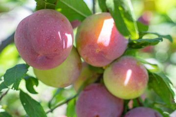 Ripe plums on tree branch in garden
