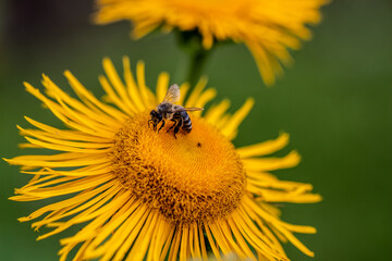 Fototapeta Pszczoła na kwiecie omanu obraz