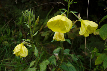 yellow flowers