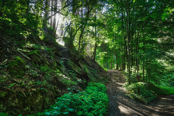 Waldweg im Bergischen Land bei Solingen
