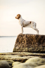 Beautiful Bracco Italiano pointer on rocks at sea landsape