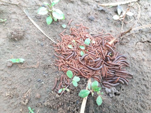 Premium Vector  Earth worm coming out of the ground. green grass. farming  and agriculture. worm in soil